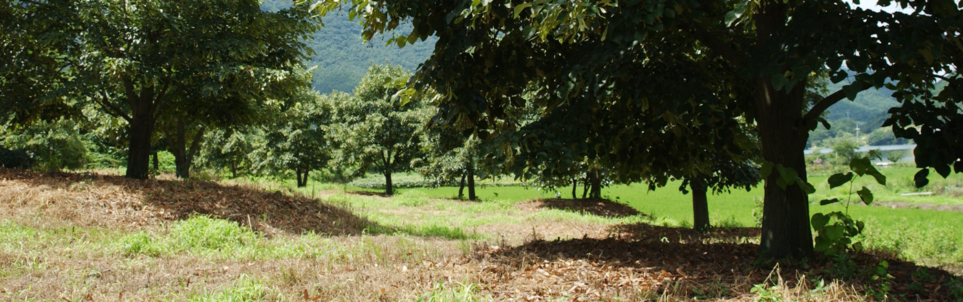 정읍보리수염주